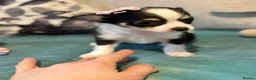 Chihuahua dogs for sale: Beautiful Long-Haired Chihuahua Puppies in Harlow - Advert 19