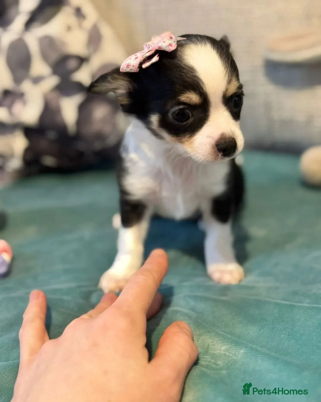 Chihuahua dogs for sale: Beautiful Long-Haired Chihuahua Puppies in Harlow - Advert 19