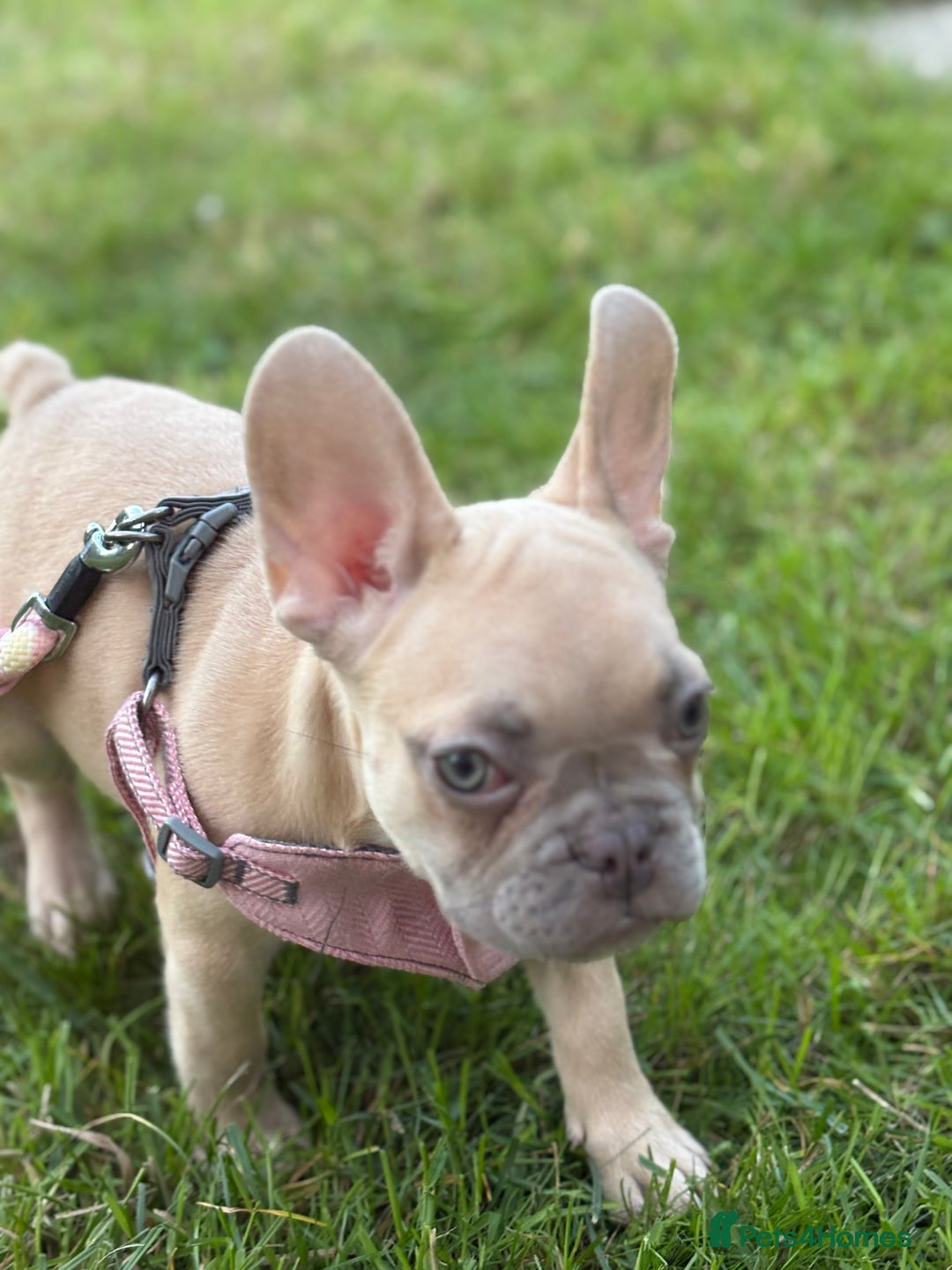 French Bulldog dogs for sale: Price reduced!Kc French bulldog last puppy - Image 21