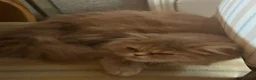 Persian cats for sale: Pure-bred Persian Girl (Female) - Ready Now £450 - Advert 5