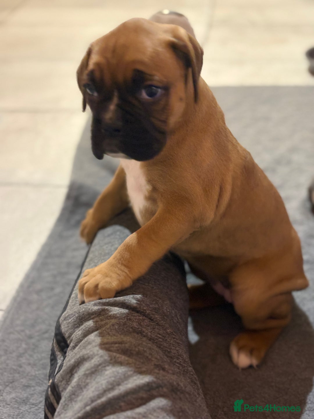 Boxer dogs for sale: Boxer puppy female - Advert 3
