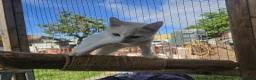Mixed Breed cats for sale: Sweet kittens looking for a loving home 🏠  in Biggleswade - Advert 5