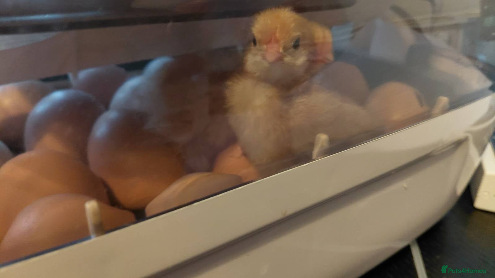 Chickens poultry Buff Orpington chicks 1 week old - Advert 1