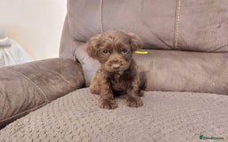 Cocker Spaniel dogs for sale: Cocker spaniel puppies  - Image 12