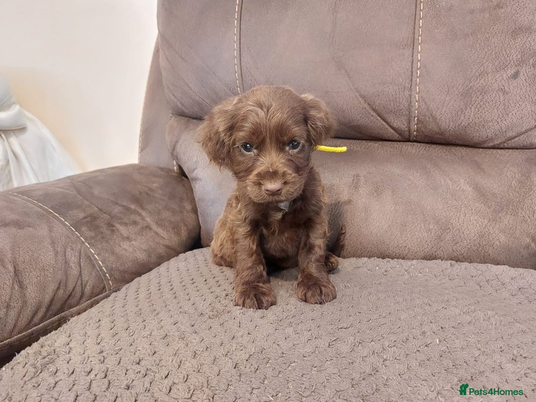 Cocker Spaniel dogs for sale: Cocker spaniel puppies  - Image 12