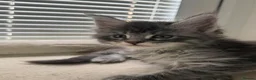 Maine Coon cats for sale: TICA Registered Maine Coon Kittens Reserve now - Advert 15