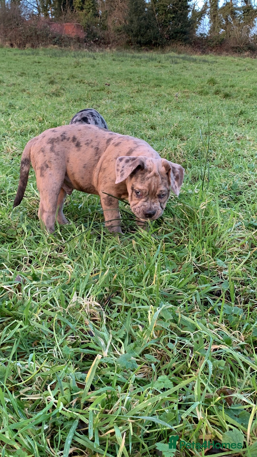Olde English Bulldogge dogs for sale: 3 male puppy Olde English Bulldogges left - Advert 15