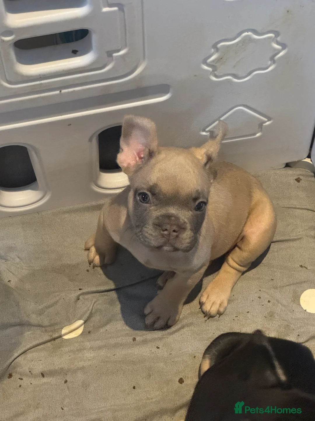 French Bulldog dogs for sale: French bull dog puppy’s for sale  - Advert 4