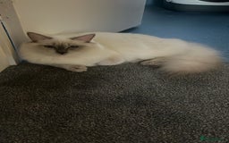 Ragdoll cats for sale: 💔 Rehoming Active Ragdoll Queens TICA Registered - Image 6
