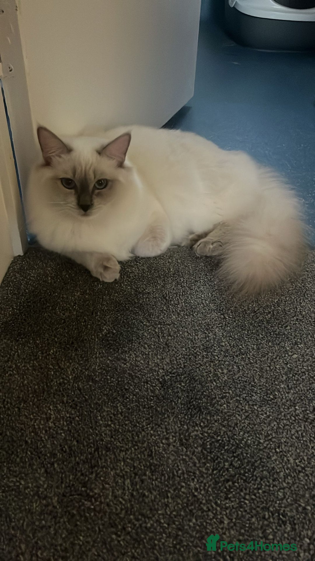 Ragdoll cats for sale: 💔 Rehoming Active Ragdoll Queens TICA Registered - Image 6