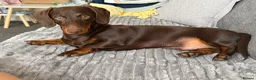 Miniature Dachshund dogs for sale: Buddy - Advert 2