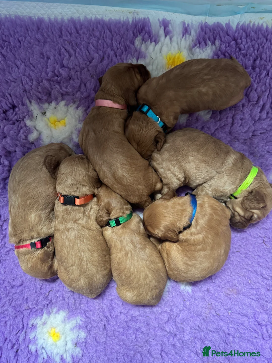 Cockapoo dogs for sale: Health Tested Parents- F1 cockapoo puppies - Advert 2