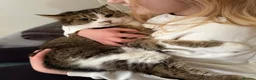 Mixed Breed cats for sale: Affectionate cat - Advert 5