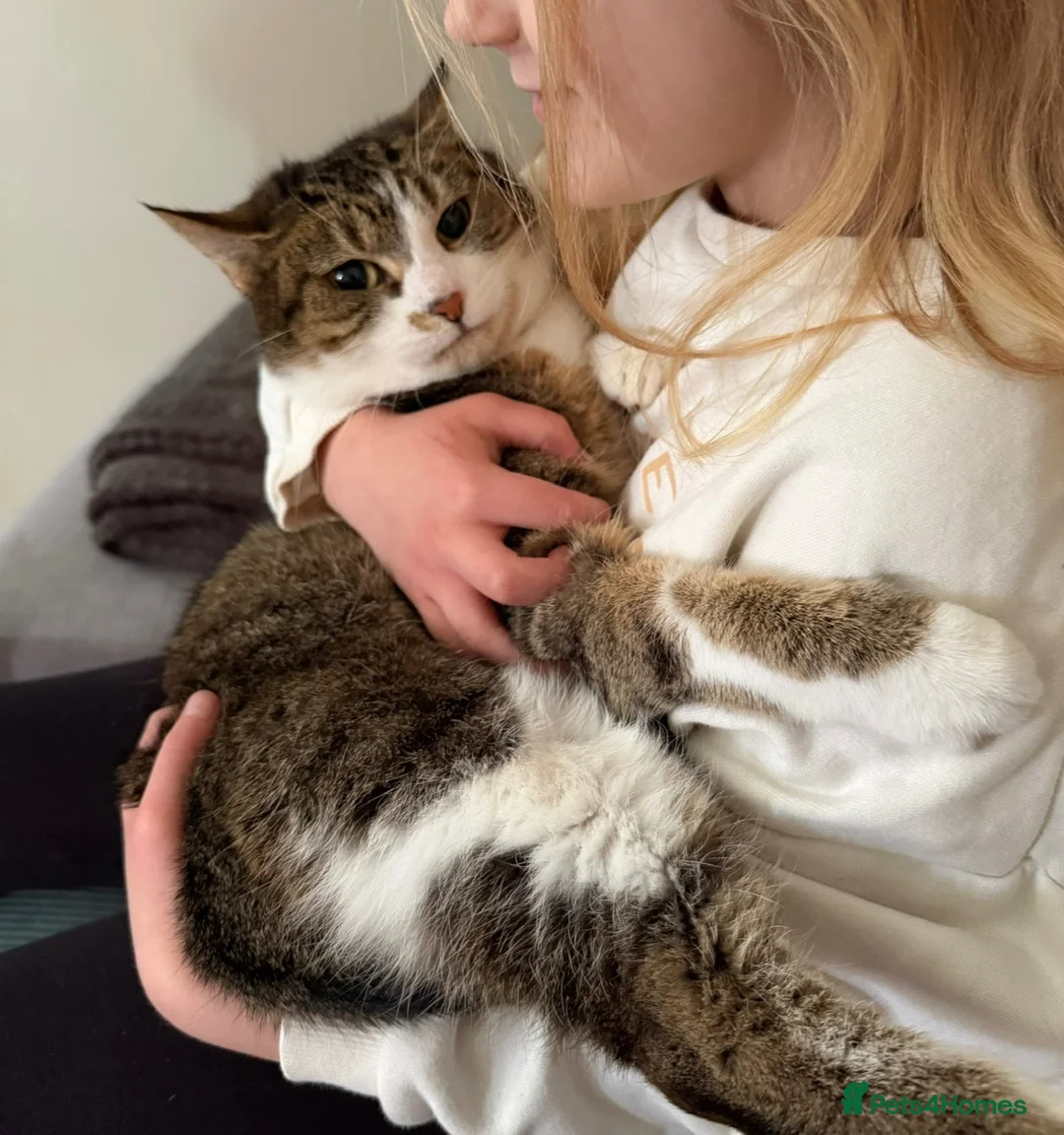 Mixed Breed cats for sale: Affectionate cat - Advert 5