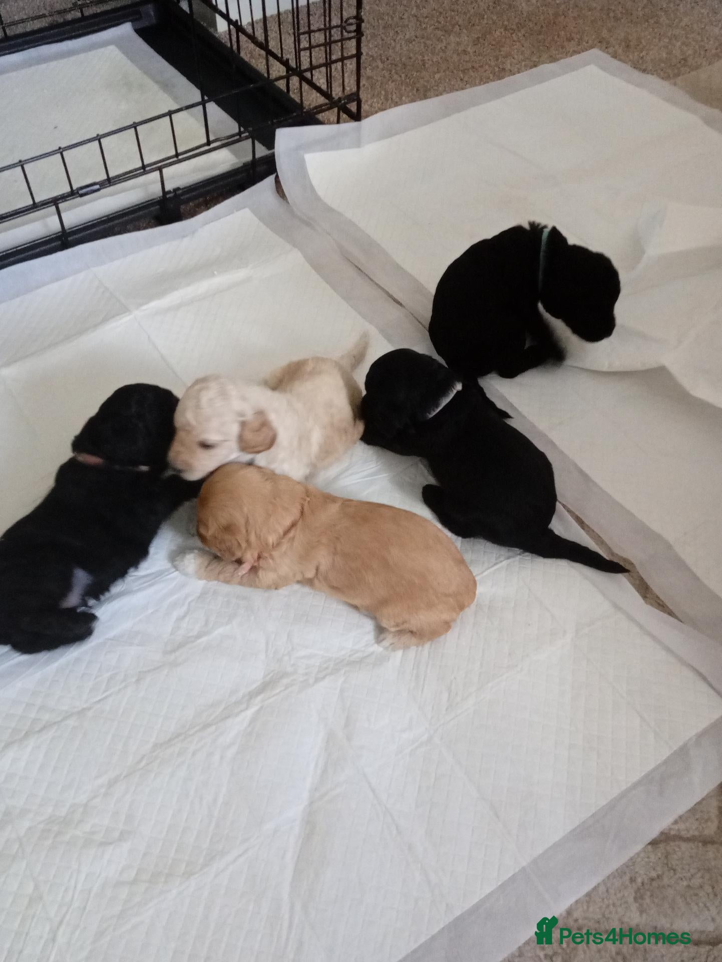 Cockapoo dogs  Beautiful Cockapoo puppies for sale F1B - Advert 7