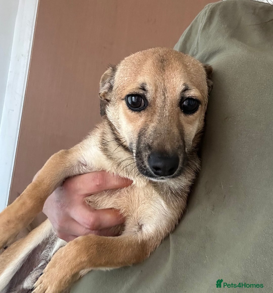 Chihuahua dogs for sale: Chihuahua x for sale 9 months old  - Advert 2