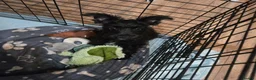 Miniature Schnauzer dogs for sale: Miniature schnauzer puppies  - Advert 12