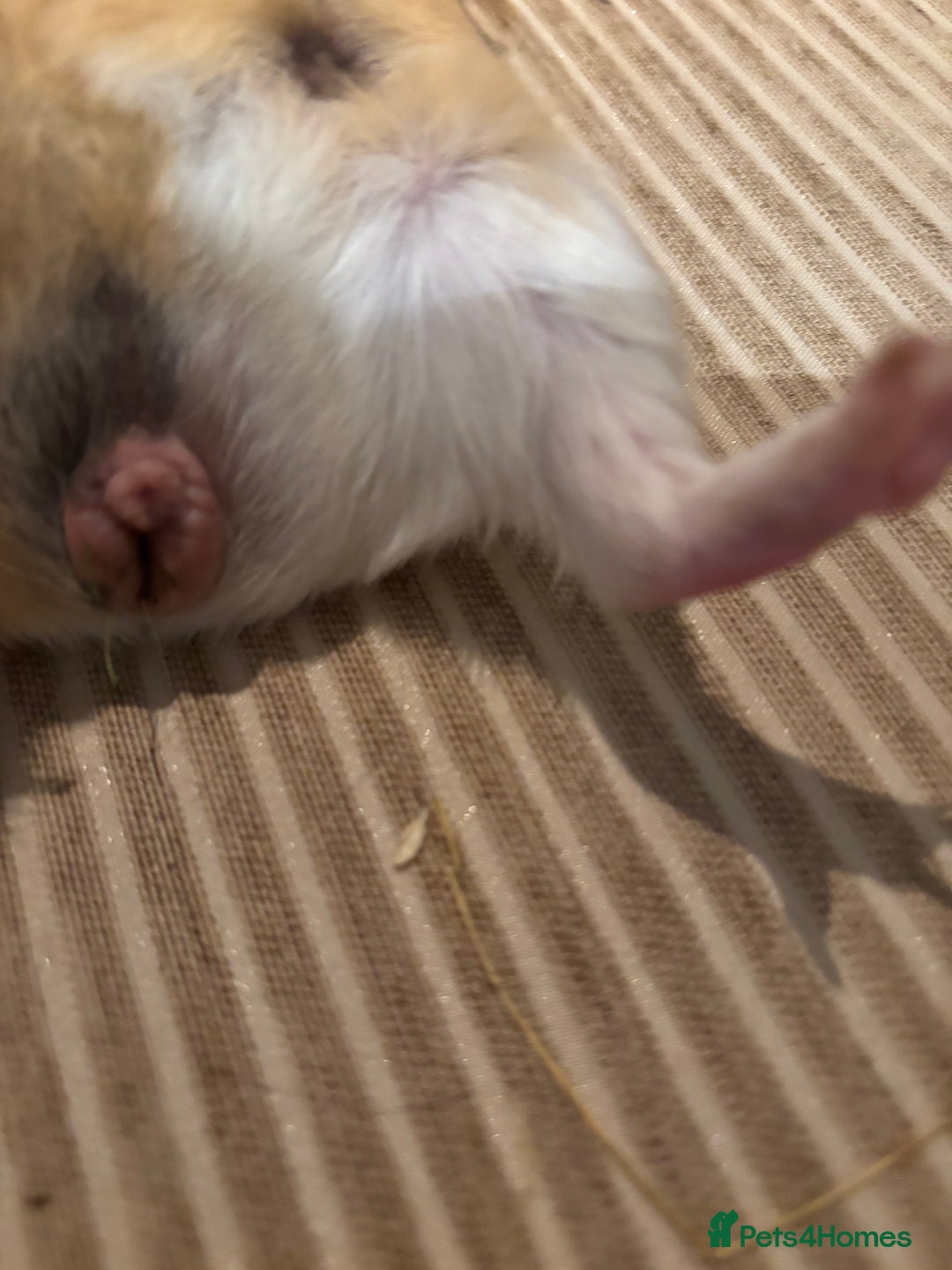 Guinea Pig rodents for sale: 3 boars for sale - Image 6