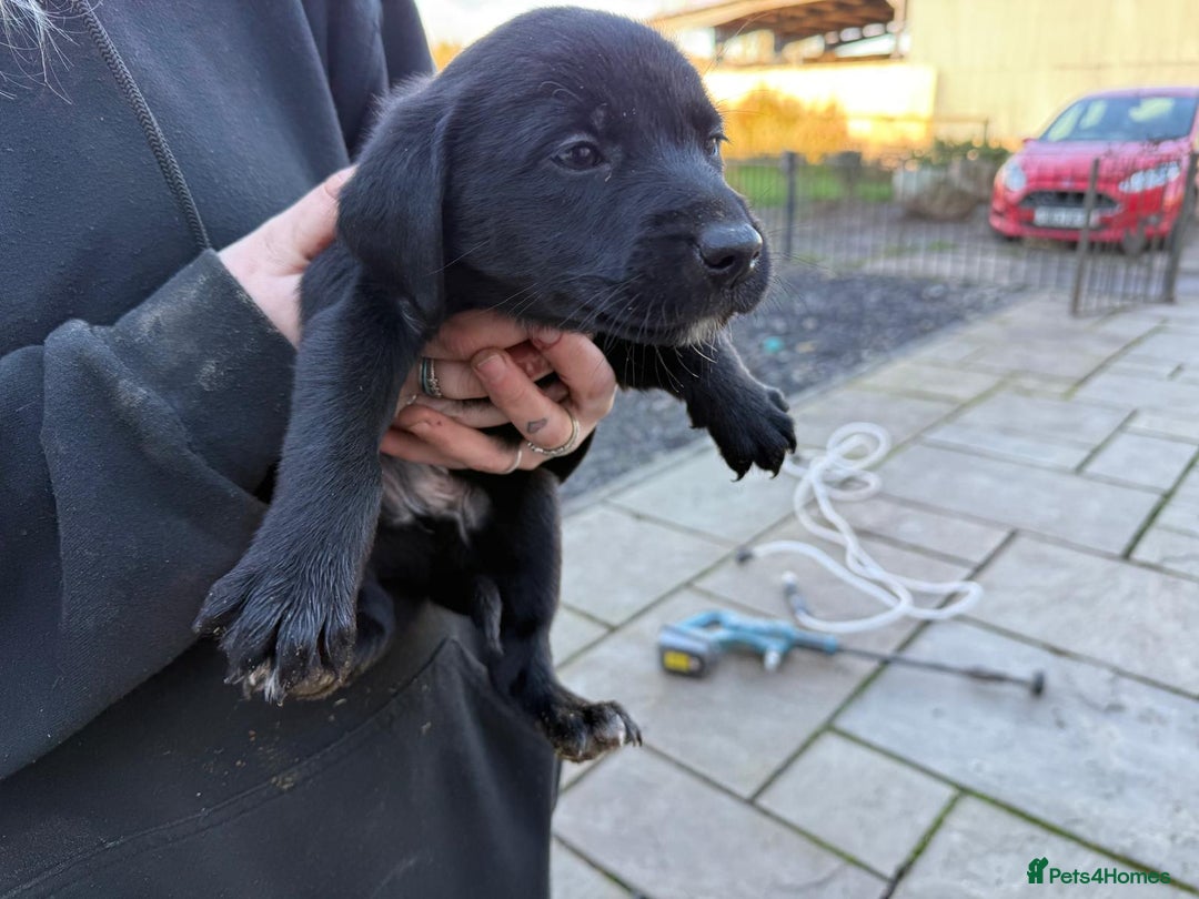 Borador dogs for sale: 1 adorable boy left ready for a good home - Advert 3