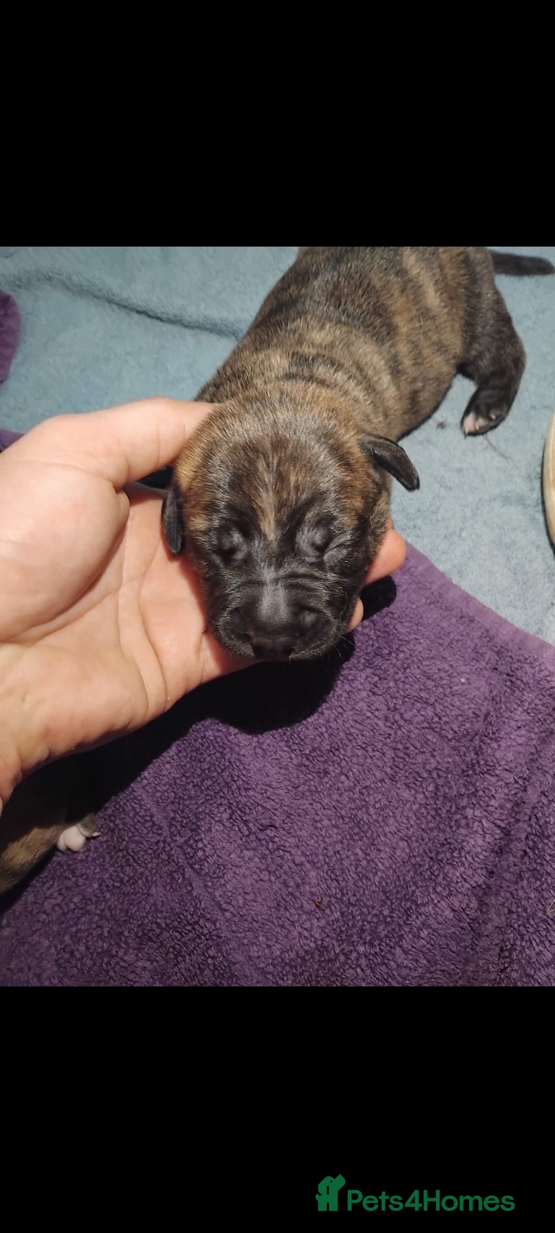 Mixed Breed dogs for sale: Bridle Staffie Cross Rotterman puppies - Image 4