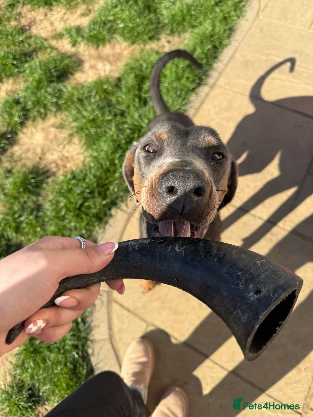 Dobermann dogs for sale: Female blue Doberman  - Advert 14