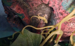 Anole reptiles for sale: Baby Green Anoles - Image 2