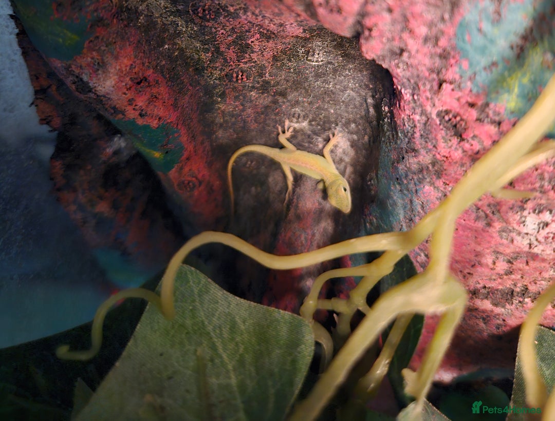 Anole reptiles for sale: Baby Green Anoles - Image 2