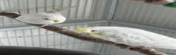 Budgerigars birds for sale: Young budgies for sale - Advert 8