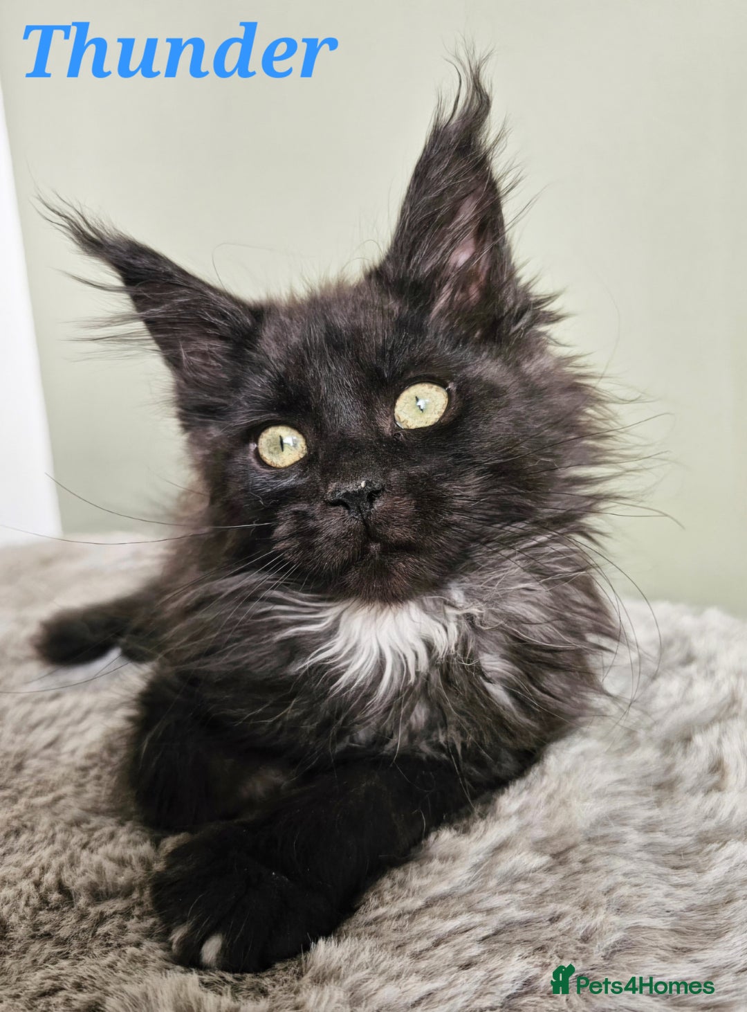 Maine Coon cats for sale: Maine Coon kittens looking for loving homes - Advert 2