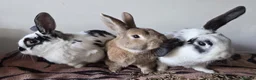 Mixed Breed rabbits for sale: 3 bonded boys  in Andover - Advert 7
