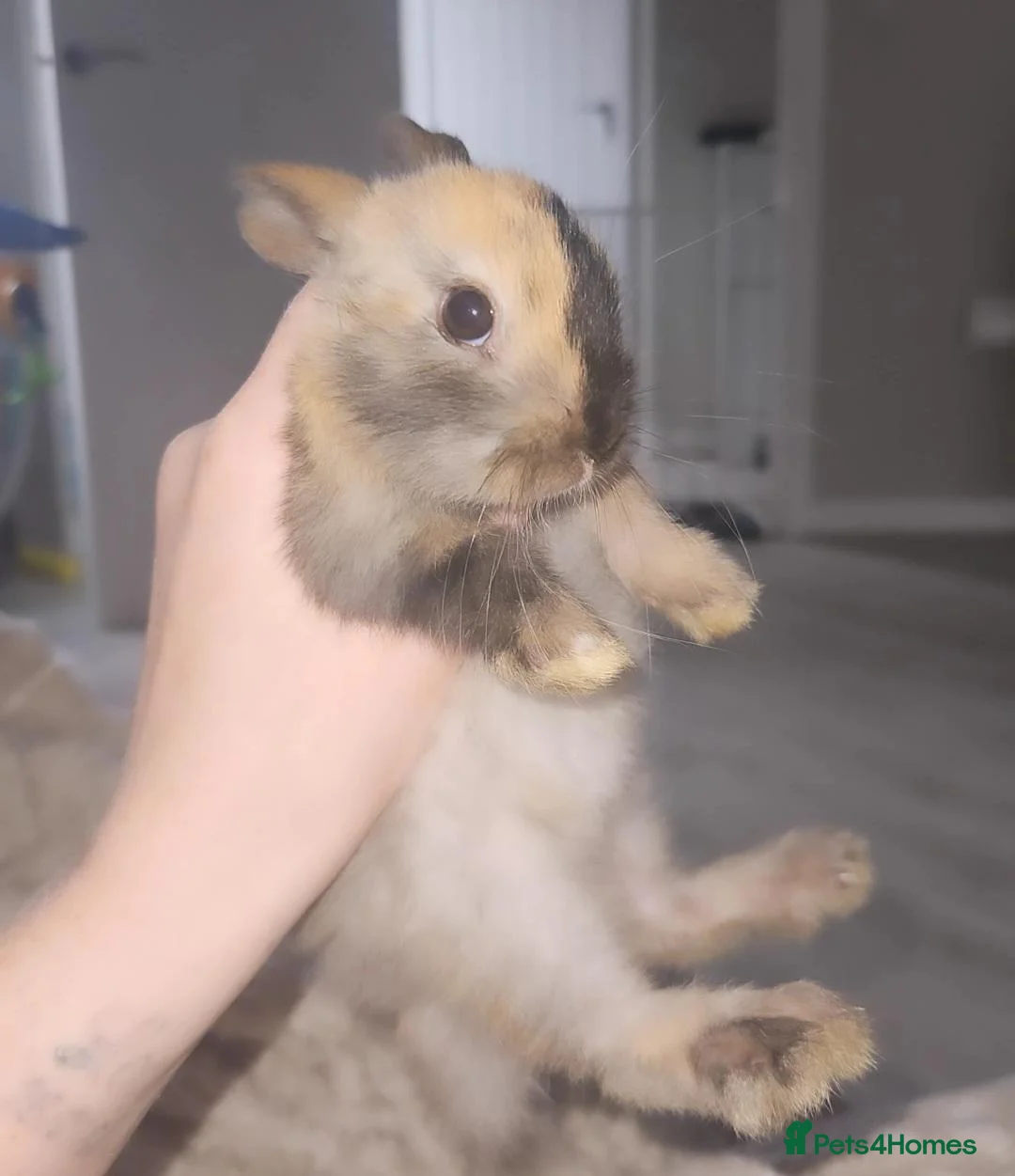 Mini Lop rabbits for sale: Baby rabbits READY NOW - Advert 1