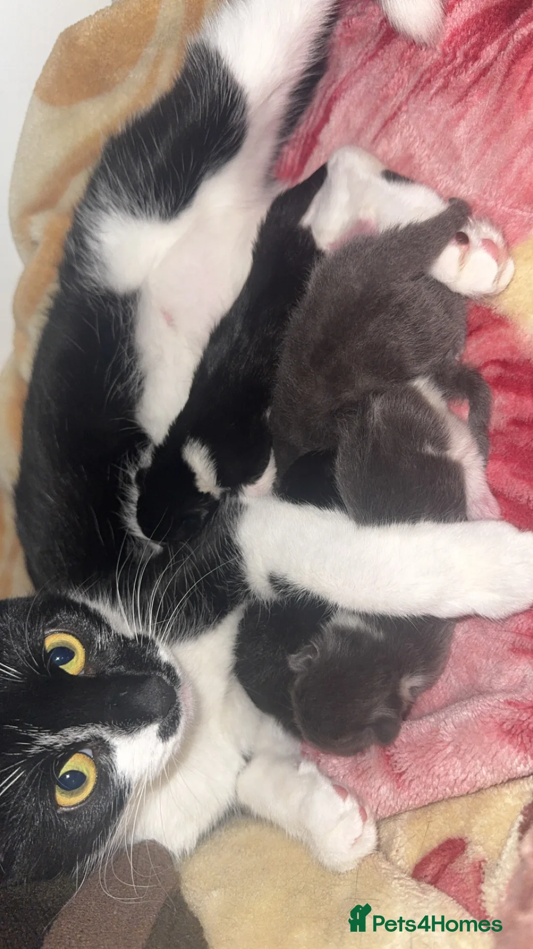 Mixed Breed cats for sale: TWO KITTENS LEFT!!! in Stoke-on-Trent - Advert 19