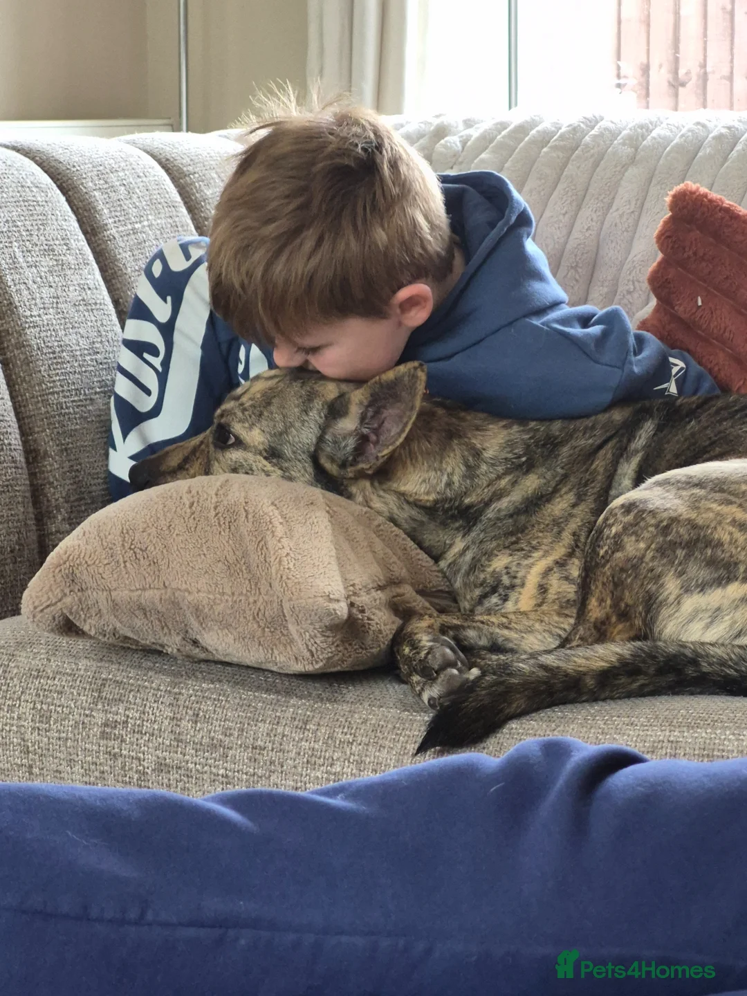 Mixed Breed dogs for sale: Patch - Loving Home Needed in Newcastle - Advert 2