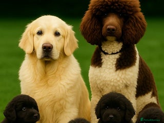 Goldendoodle dogs for sale - Advert 1