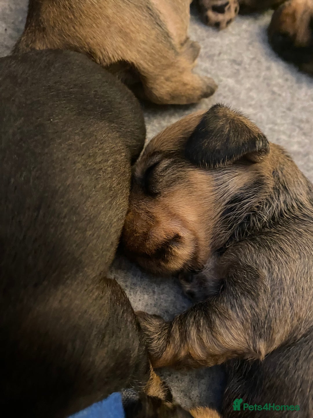 Miniature Dachshund dogs for sale: Supreme KC Miniature Wirehaired Dachshunds! - Advert 22