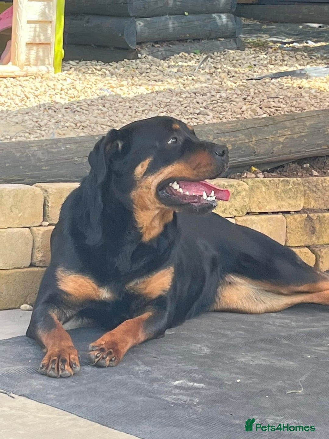 Rottweiler dogs for sale: Chunky Rottweiler puppies! - Advert 7