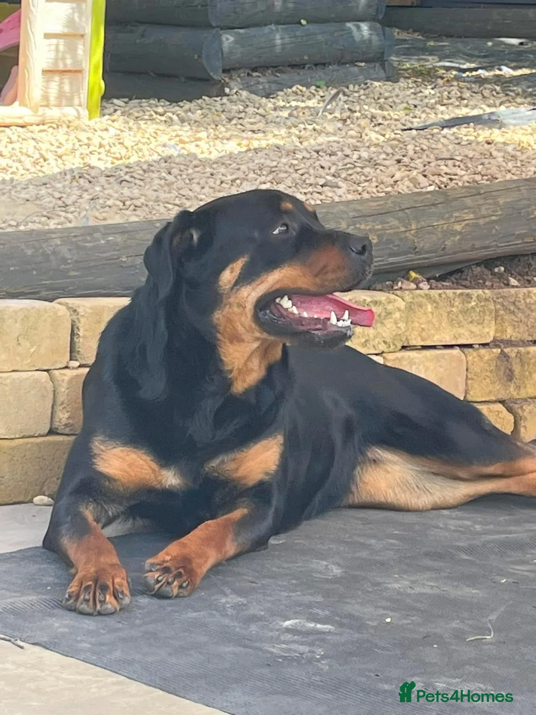 Rottweiler dogs for sale: Chunky Rottweiler puppies! - Advert 7