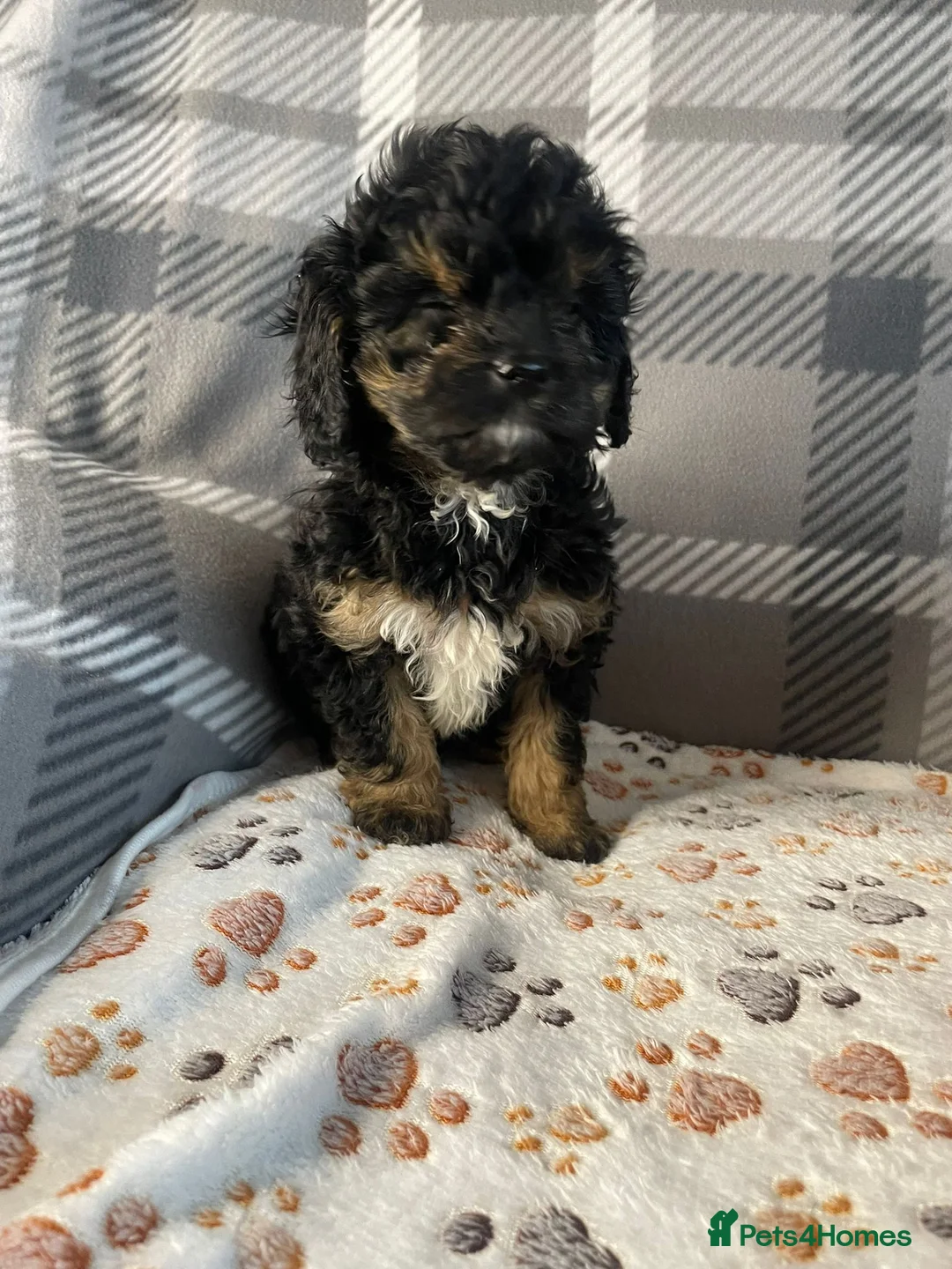 Cavapoo dogs for sale: Tiny cavapoos - Advert 14