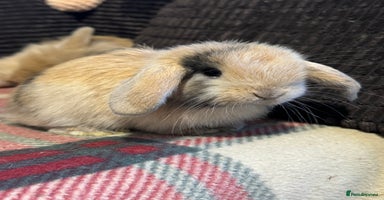 Mini Lop rabbits - Advert 7