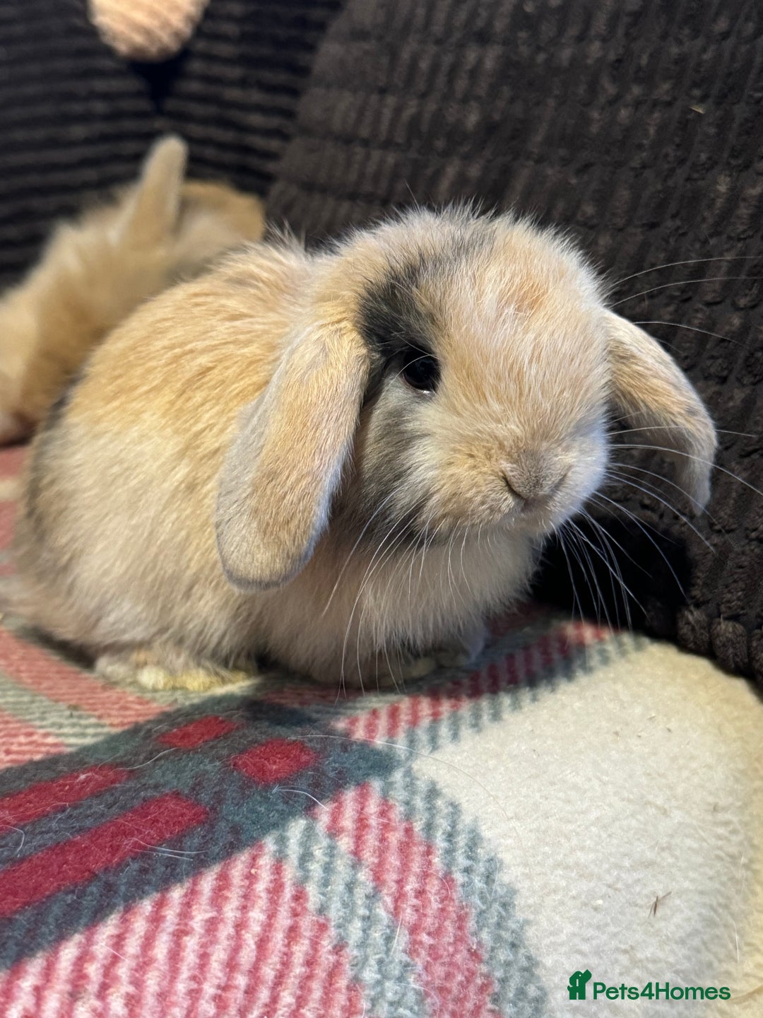 Mini Lop rabbits for sale: Gorgeous lop eared bunnies - Image 2