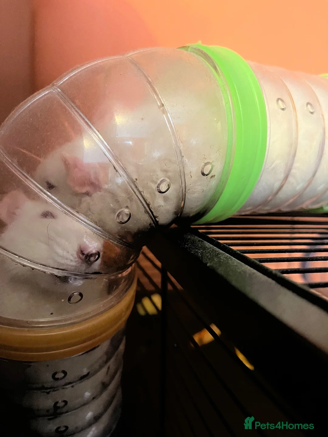 Rat rodents for sale: Two female rats  - Advert 1