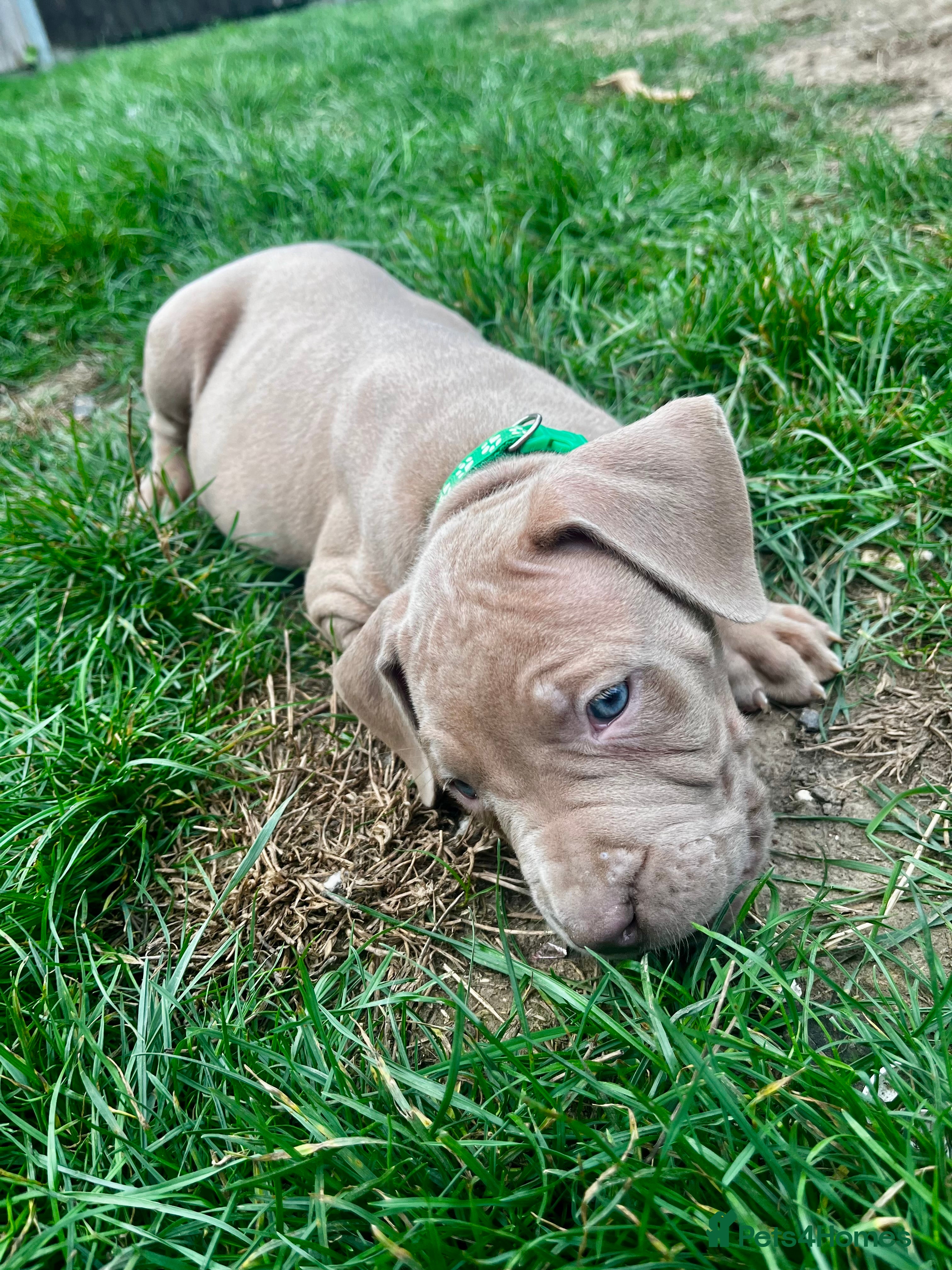 Mixed Breed dogs Beautiful bandog puppies  - Advert 2