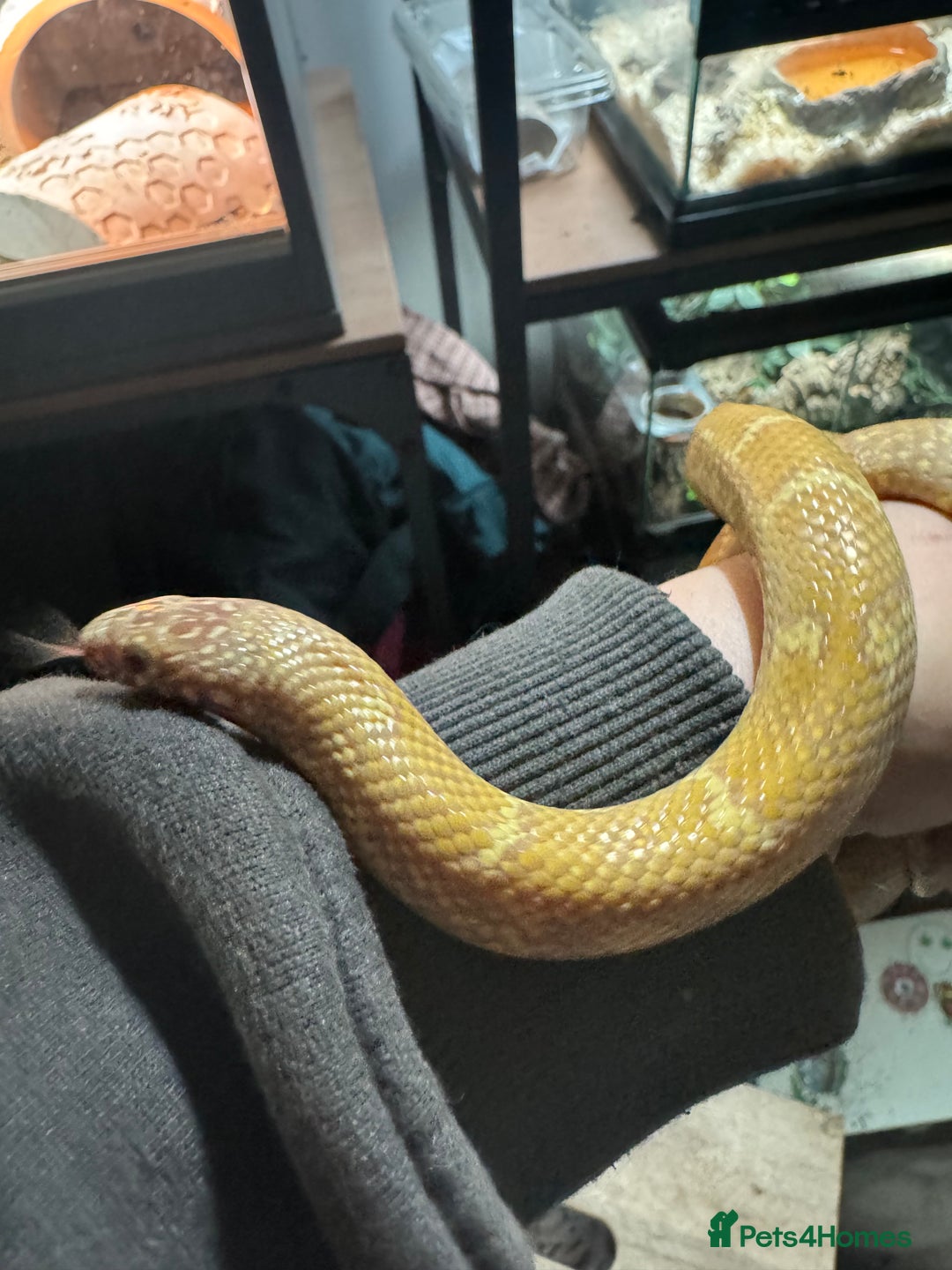 King Snake reptiles for sale: Florida Brooks King snake,Mexican Black Kingsnake - Advert 4