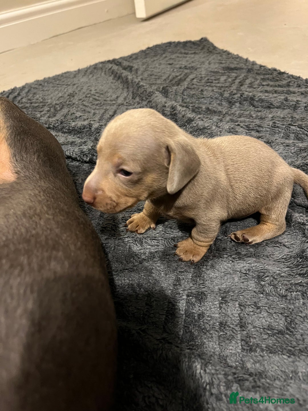 Dachshund dogs for sale: Stunning Dachshunds Ready to View - Advert 6