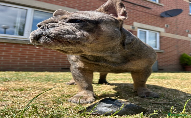 French Bulldog dogs - Advert 8