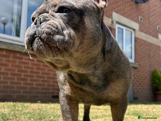 French Bulldog dogs - Advert 16