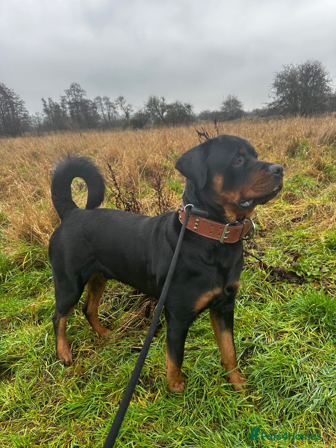 Rottweiler dogs for sale: Rottweiler  - Advert 1