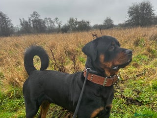 Rottweiler dogs Rottweiler - Advert 1