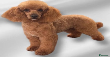 Cavapoo dogs - Advert 2