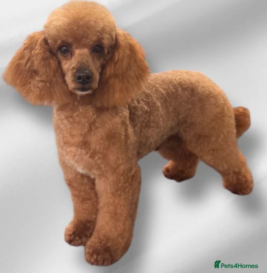 Cavapoo dogs for sale: Beautifully marked F1 Cavapoo’s  - Image 8